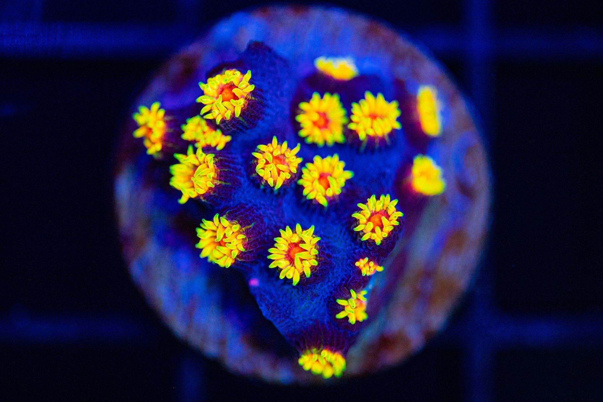 Cyphastrea