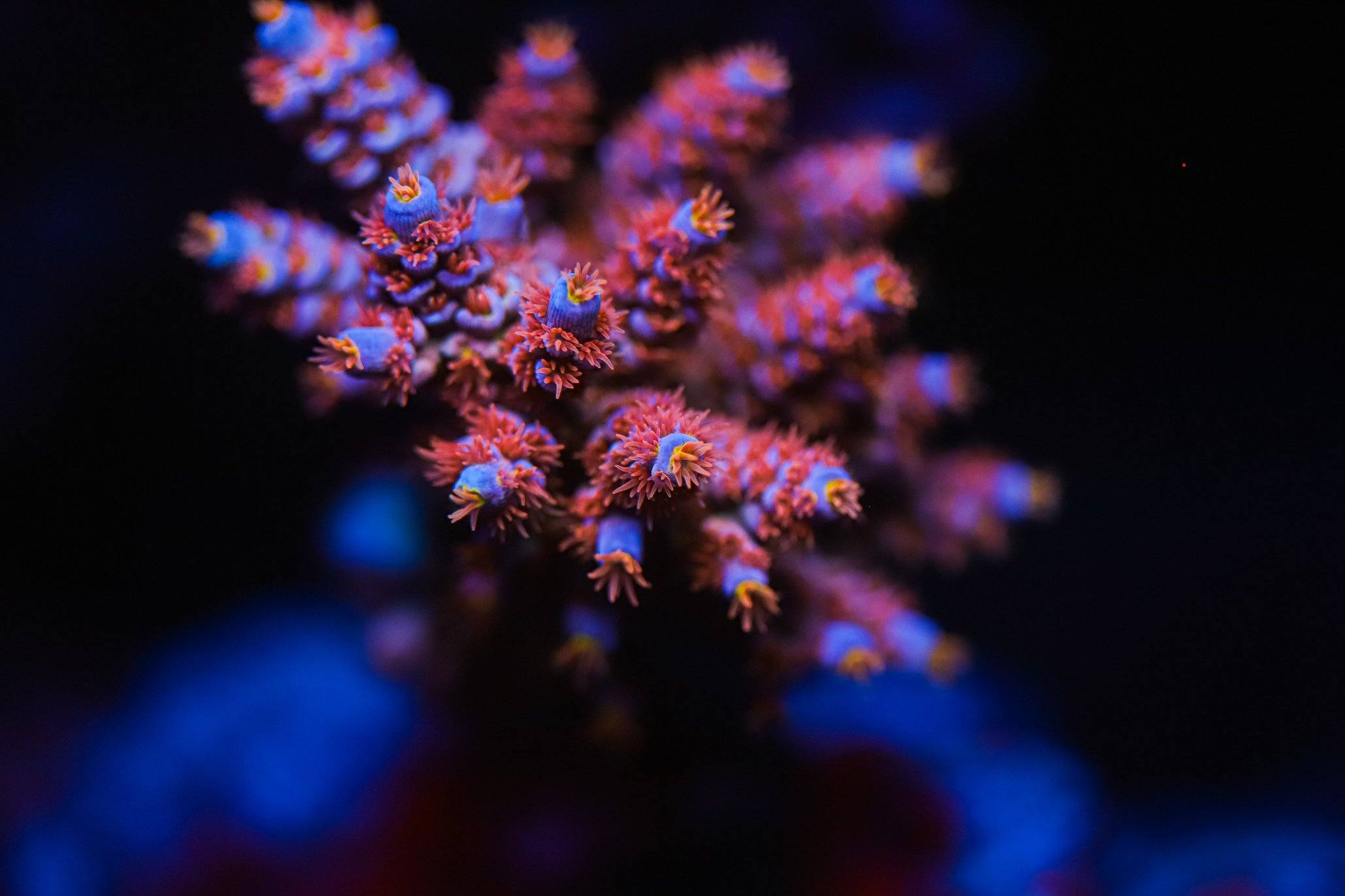 SPS Coral