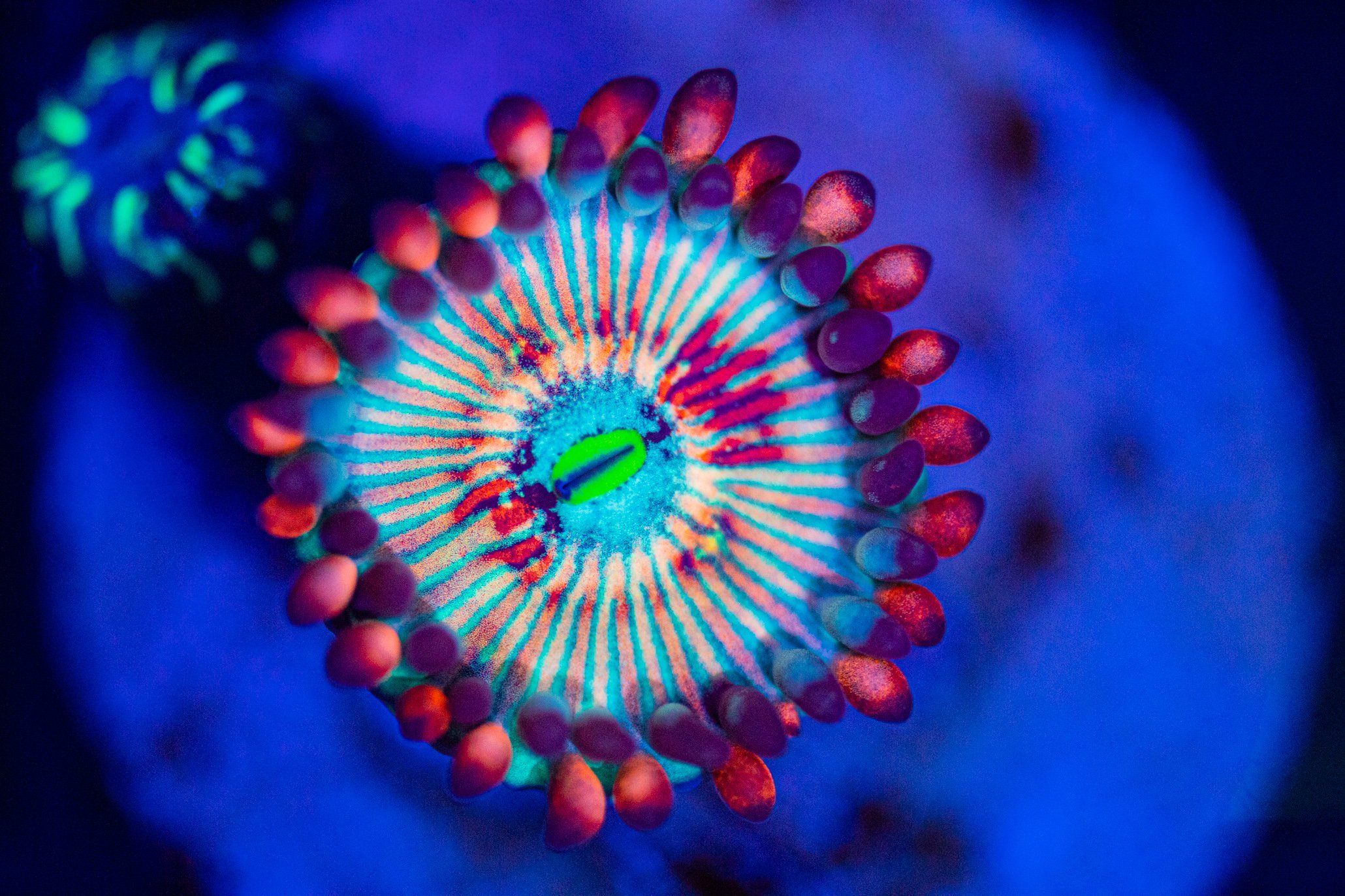 Zoa