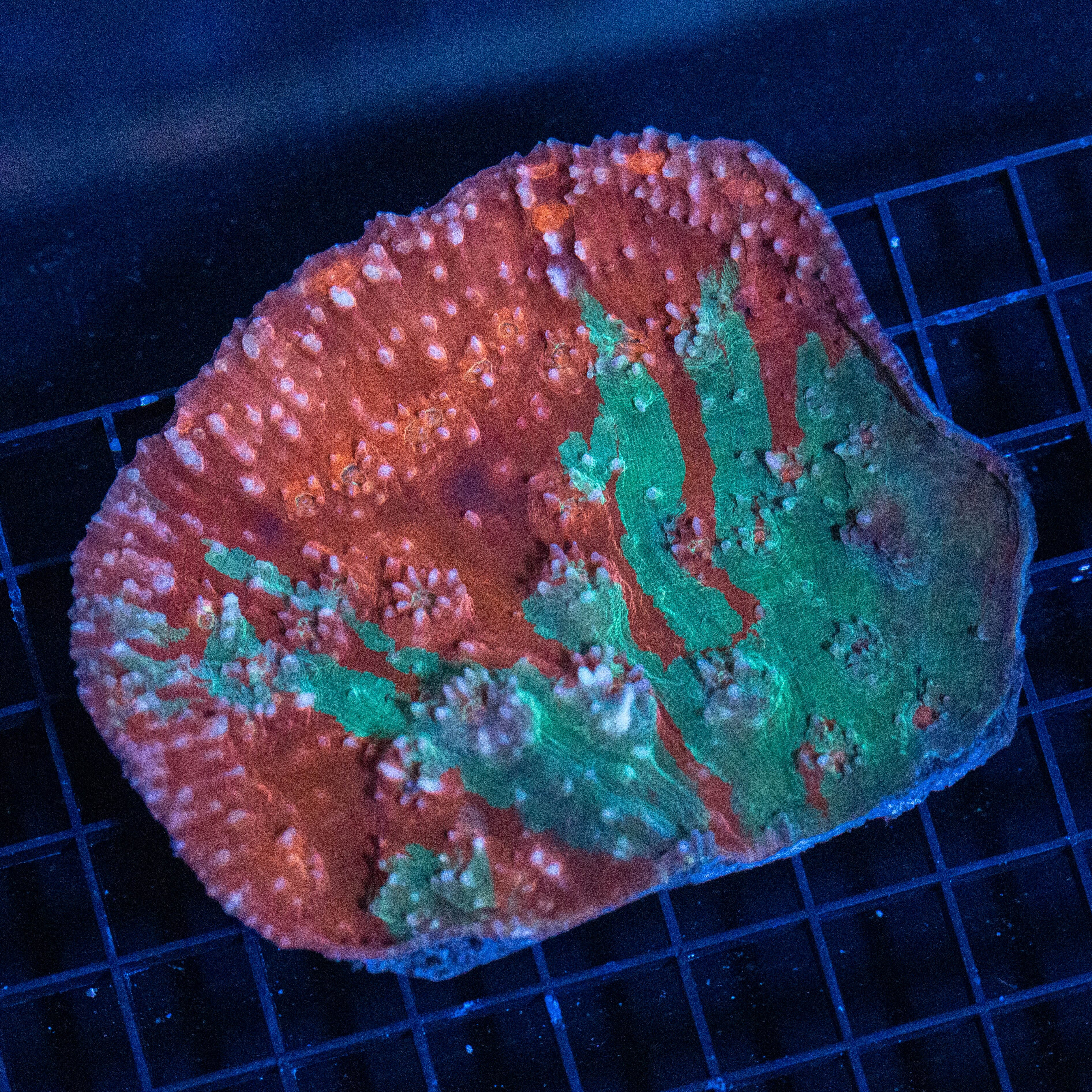 50/50 Chalice Colony - WYSIWYG Reef Lounge Norco