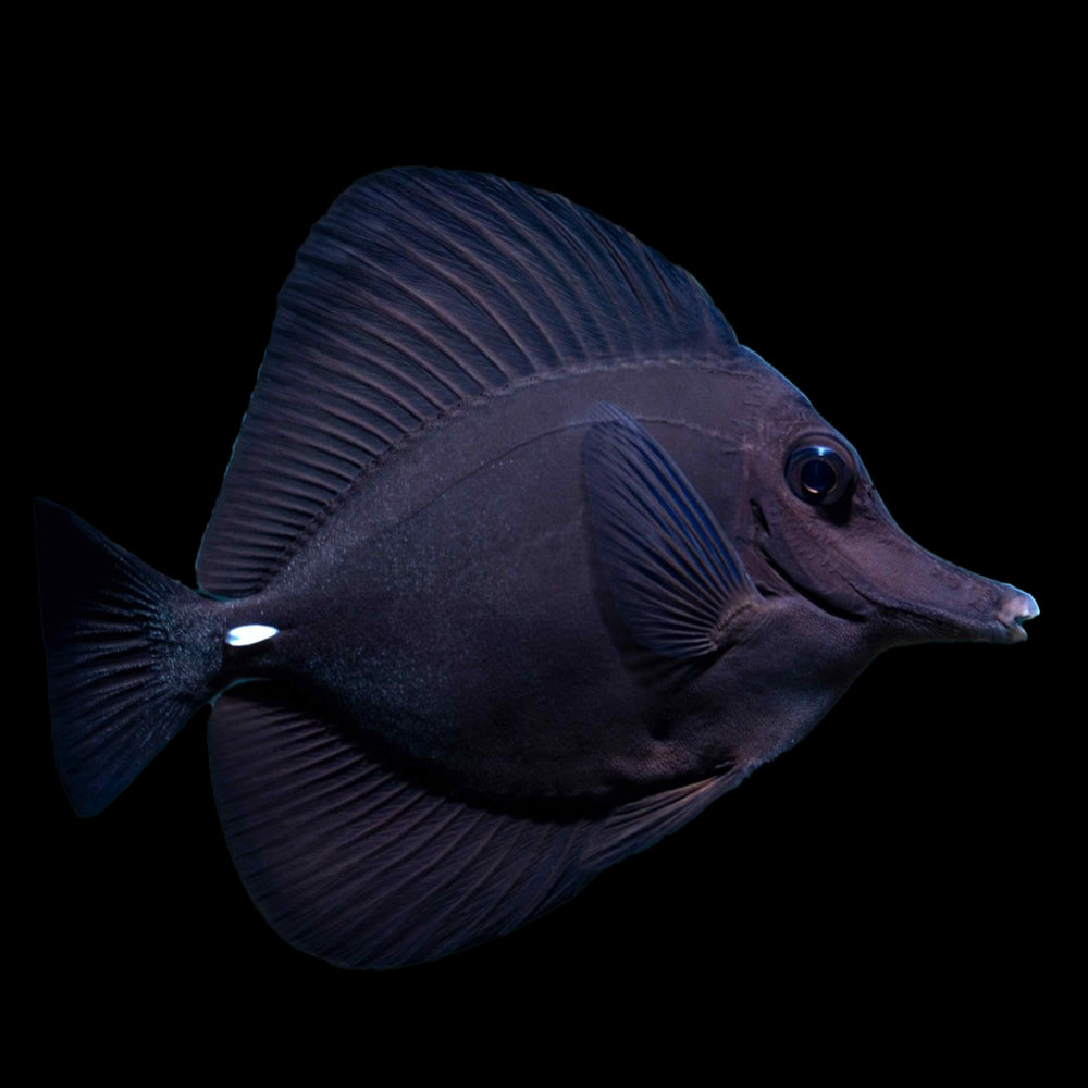Black Longnose Tang
