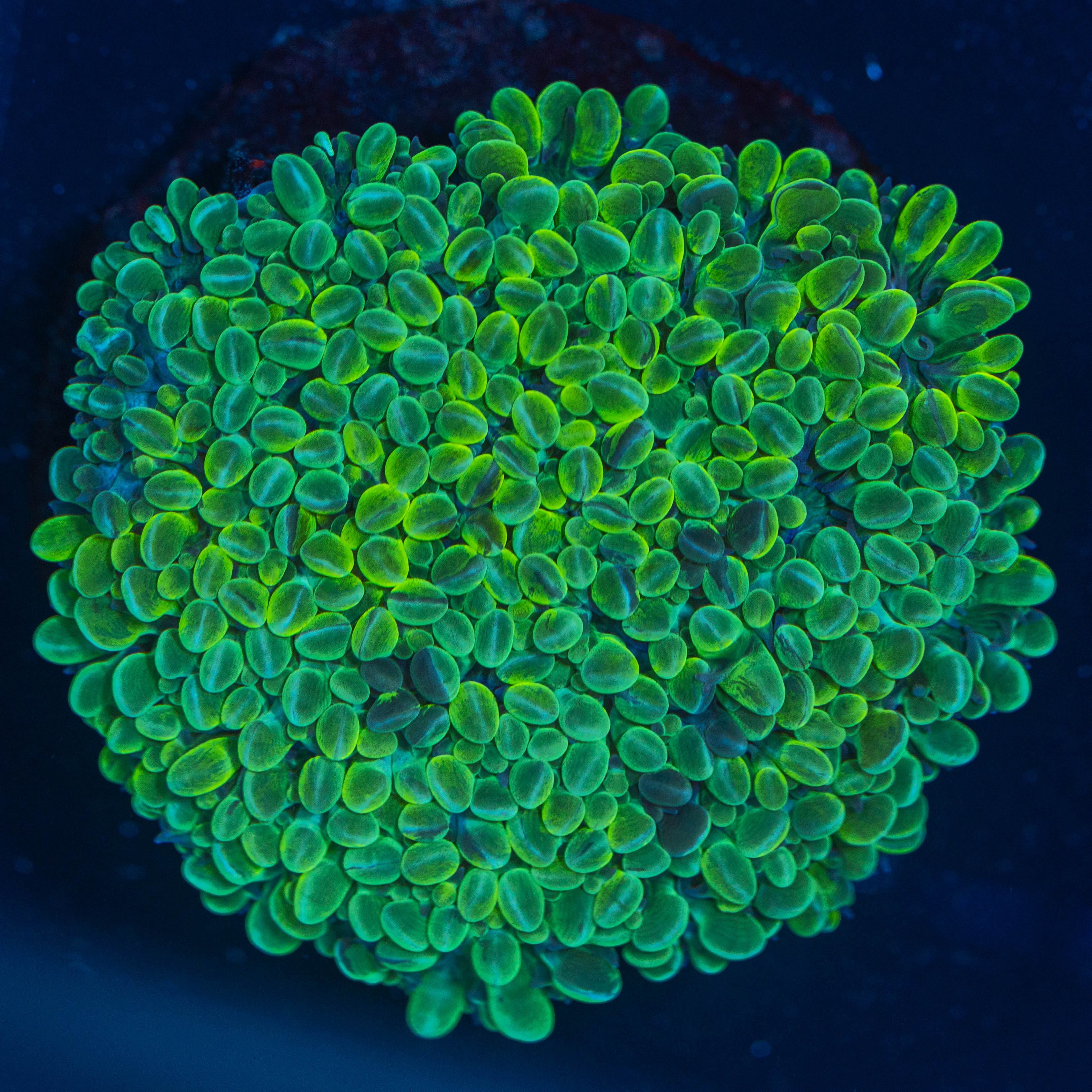 Grape Bubble Coral 1C - WYSIWYG