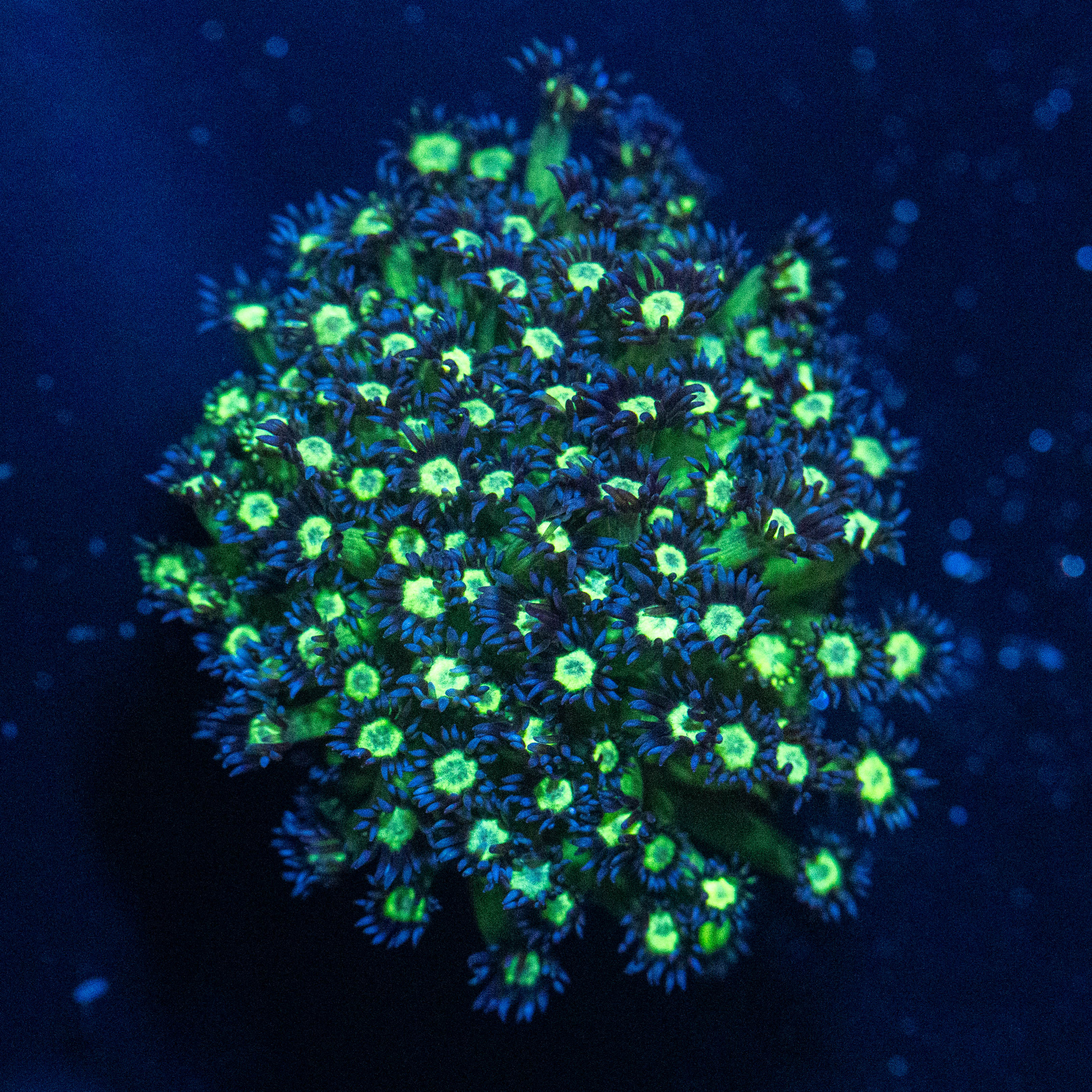 Blueberry Goniopora 1B - WYSIWYG