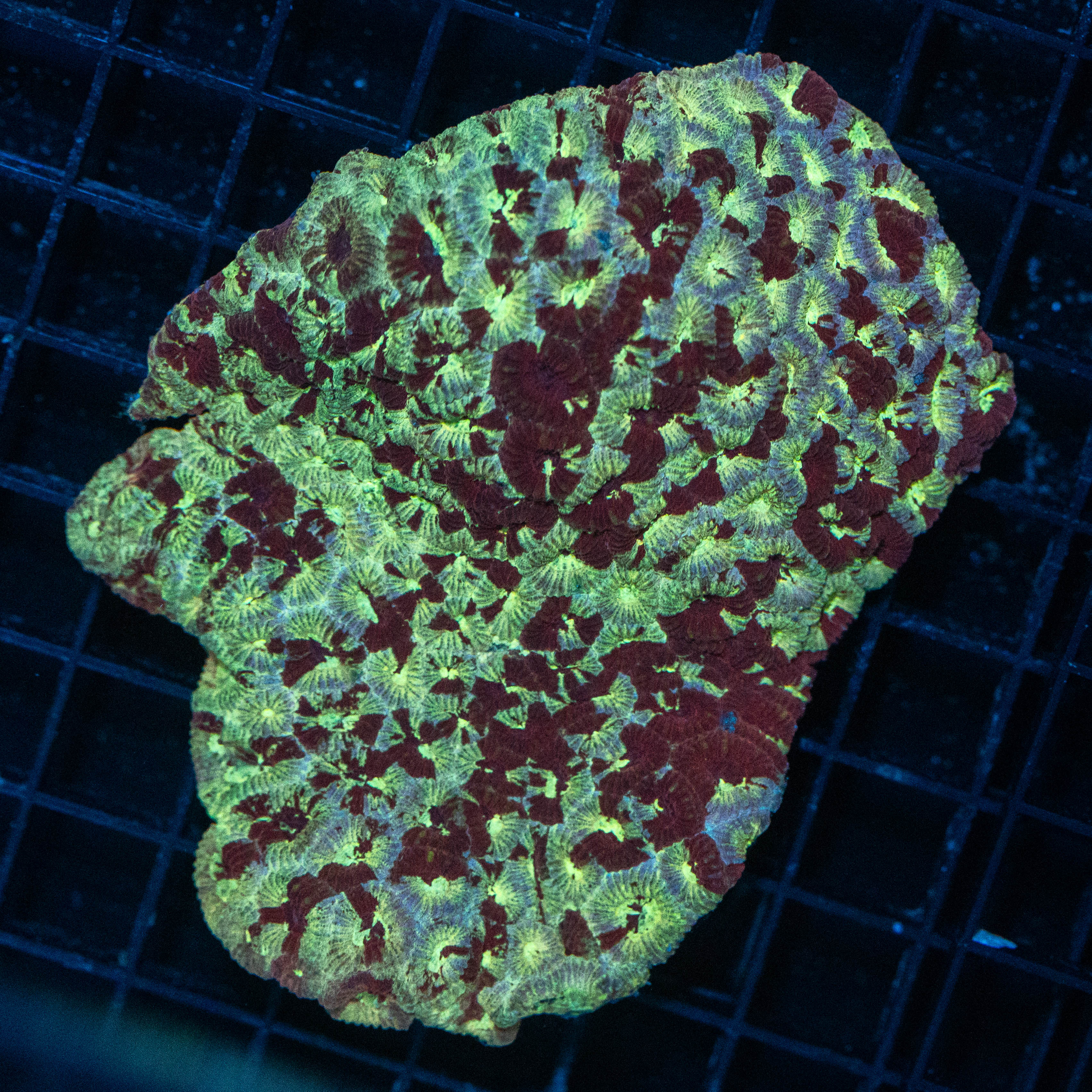 Favites War Coral - WYSIWYG