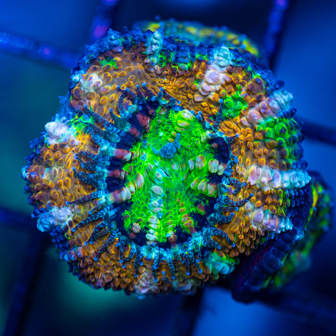 Micromussa Lordhowensis (Acan) 12A - WYSIWYG