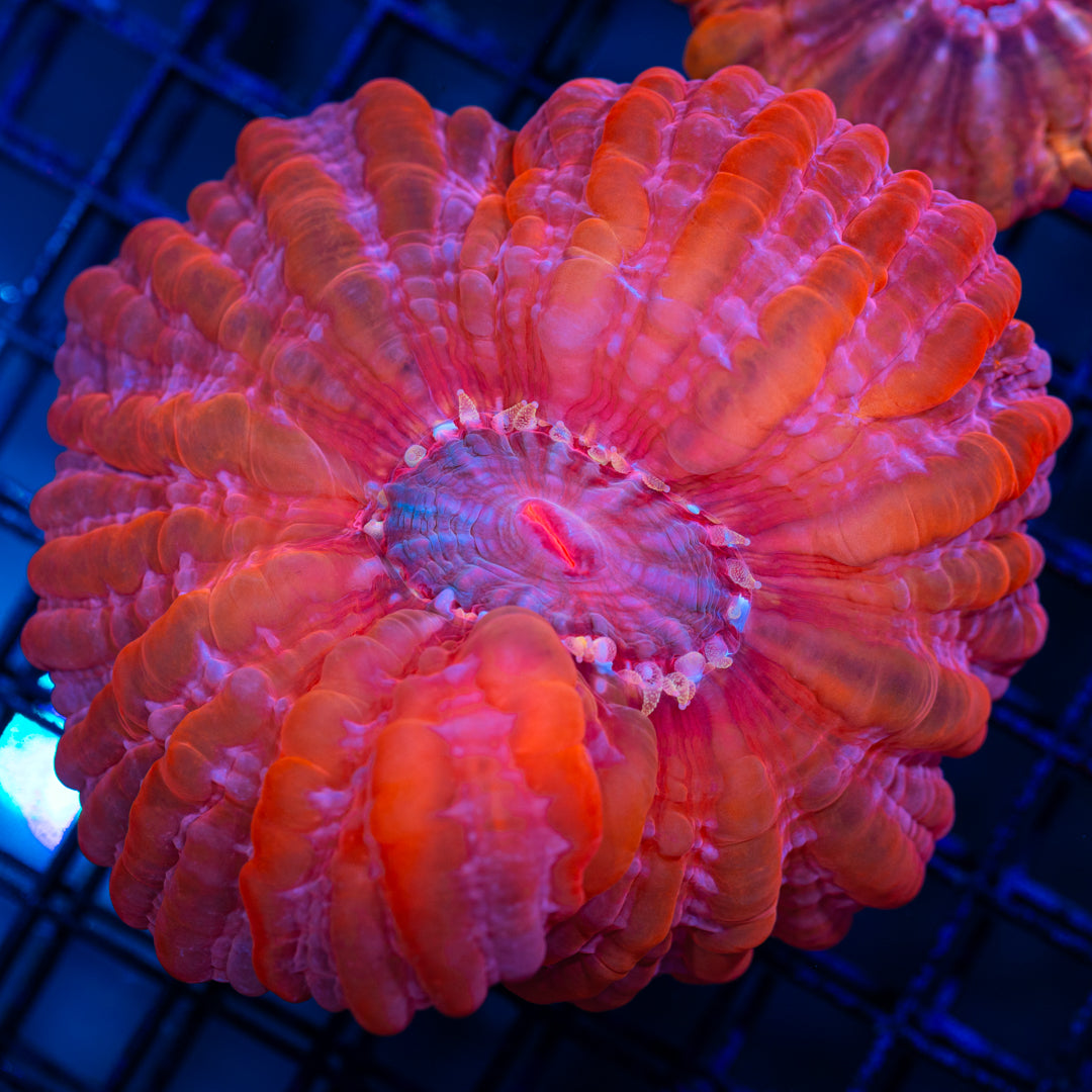 Pink Streak Cynarina - WYSIWYG