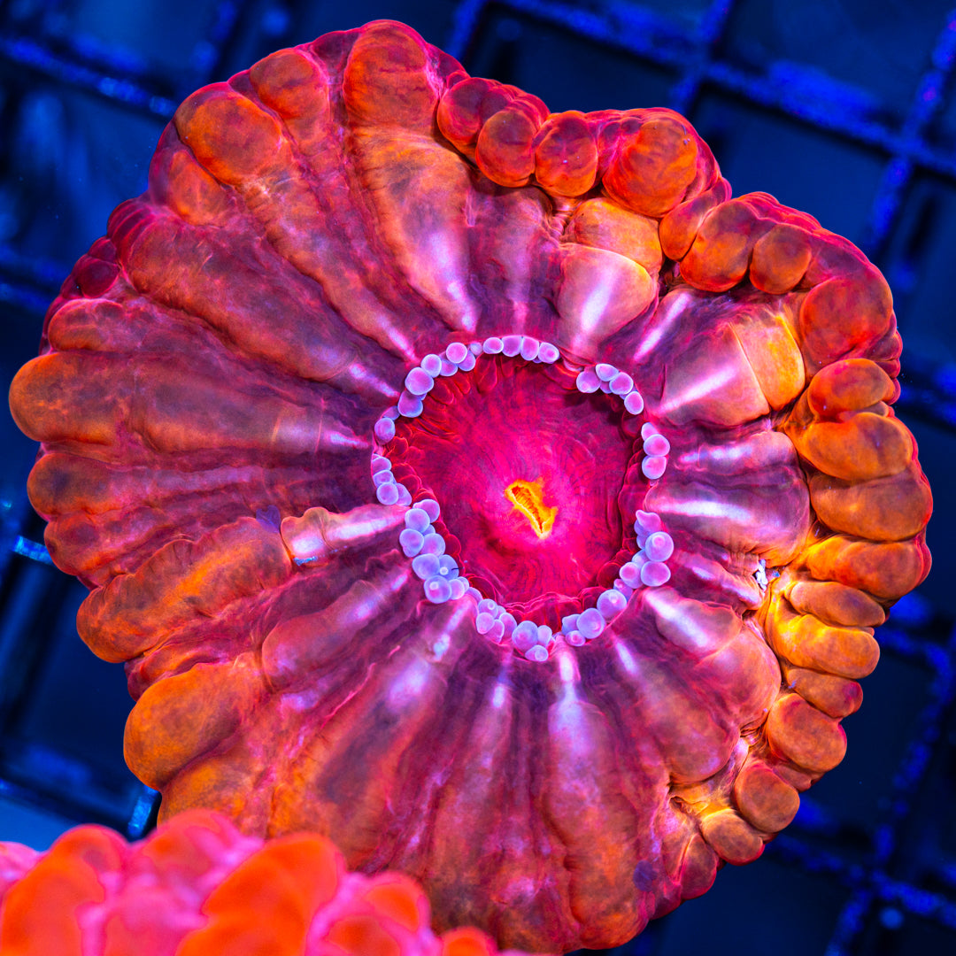 Red Cynarina - WYSIWYG