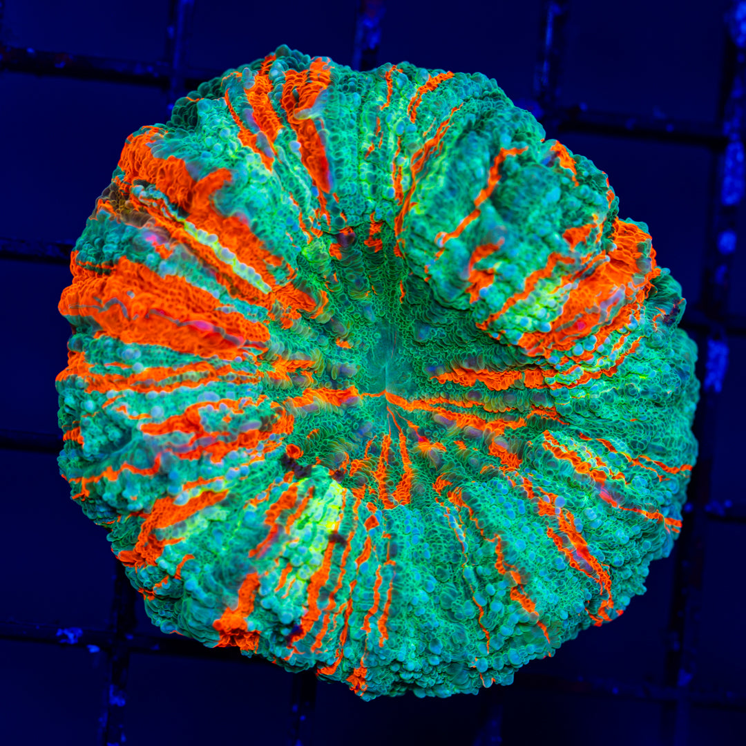Acanthophyllia Donut Coral 1C - WYSIWYG