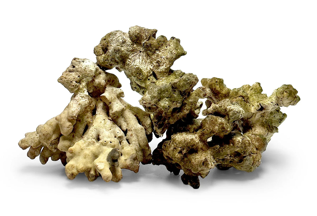 Jakarta Reef Rock