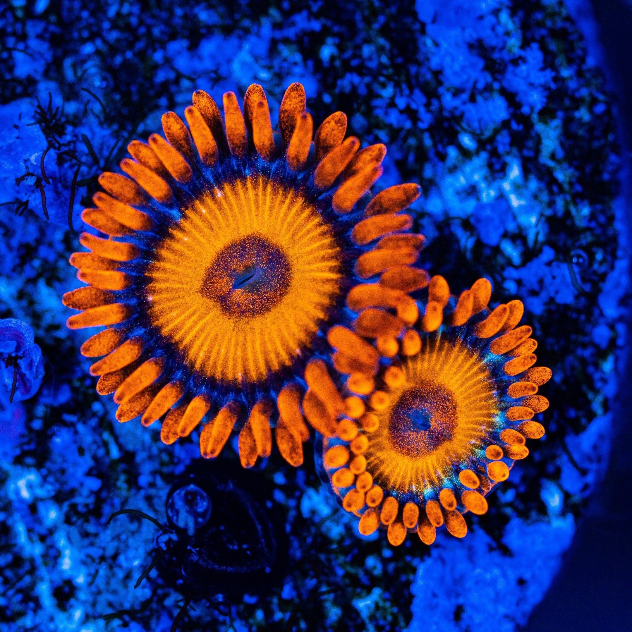Kilowatt Zoanthids Zoa Reef Lounge USA