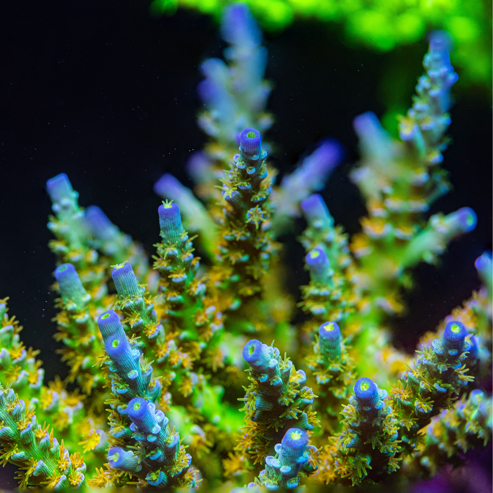 SC Orange Passion Acropora