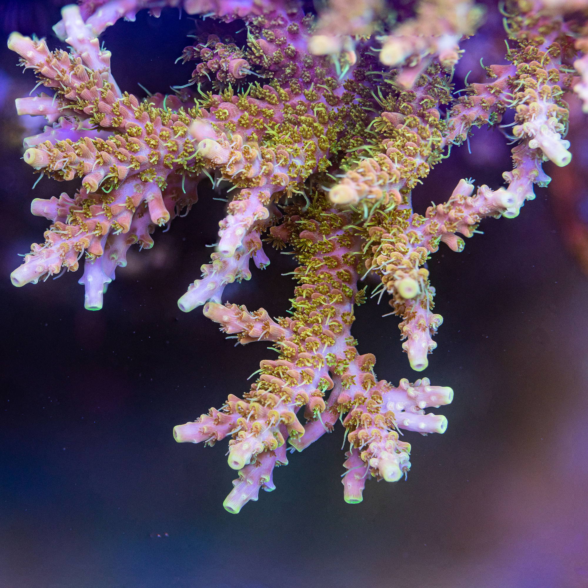 Voodoo Majick Acropora