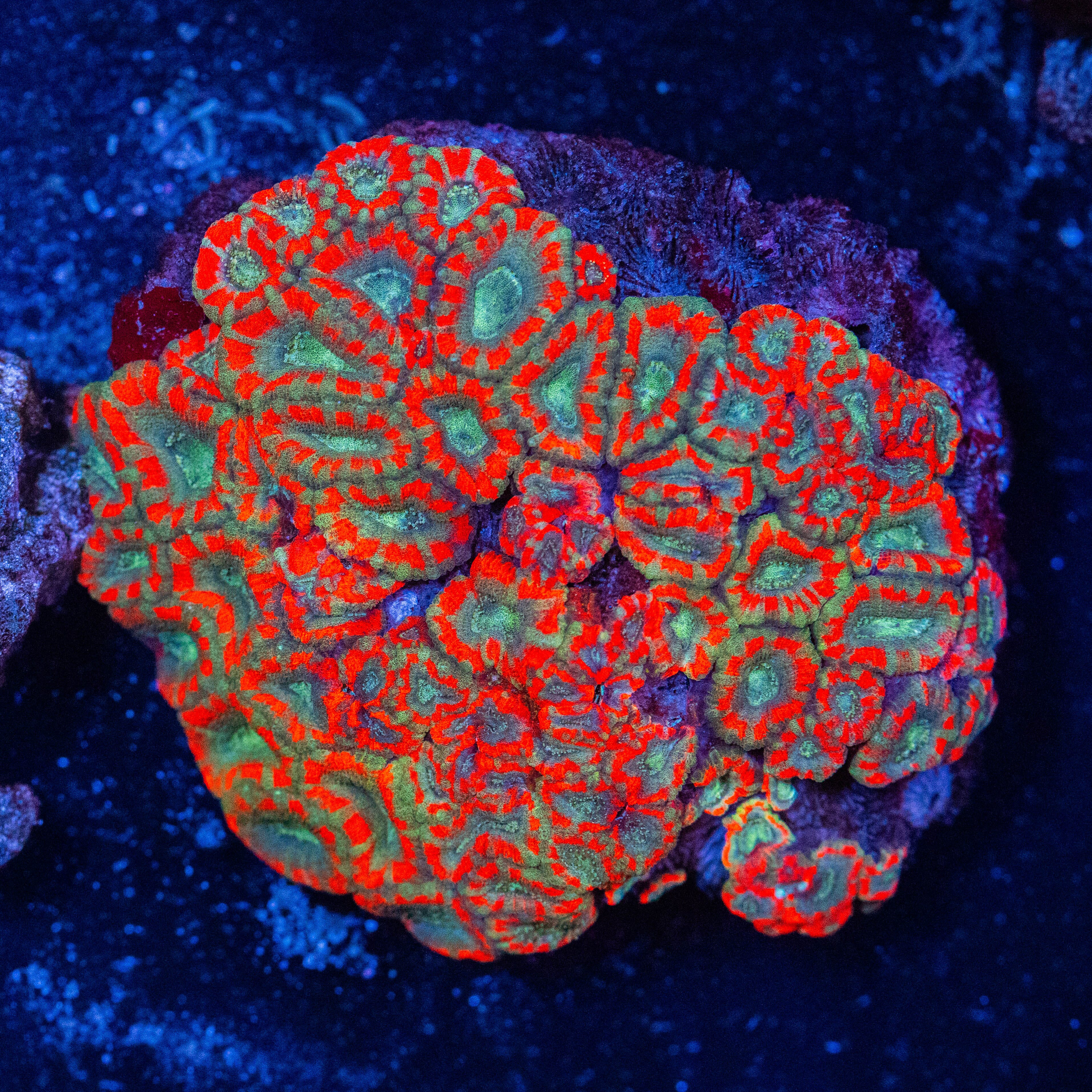 Acan (Micromussa) Lord Colony - WYSIWYG Reef Lounge Norco