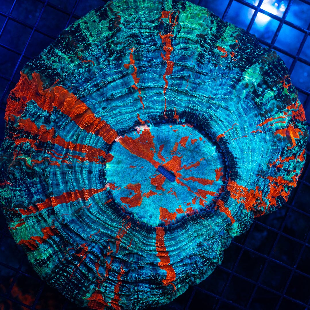 Acanthophyllia 12A - WYSIWYG Colony Reef Lounge Norco