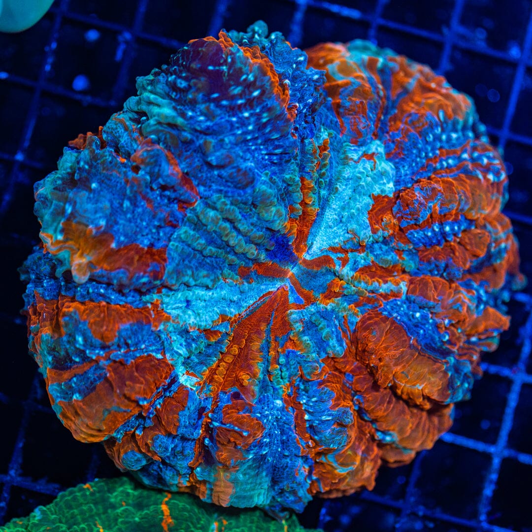 Acanthophyllia 2E - WYSIWYG Reef Lounge Norco