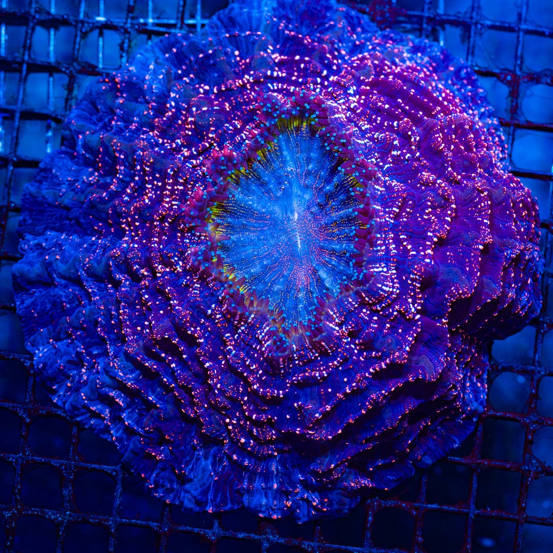Acanthophyllia A1 - WYSIWYG Colony Reef Lounge Norco