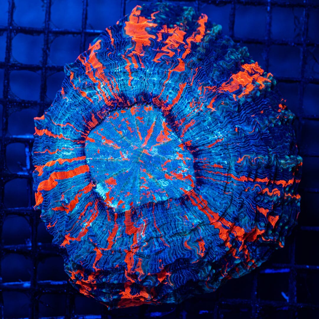 Acanthophyllia A5 - WYSIWYG Colony Reef Lounge Norco