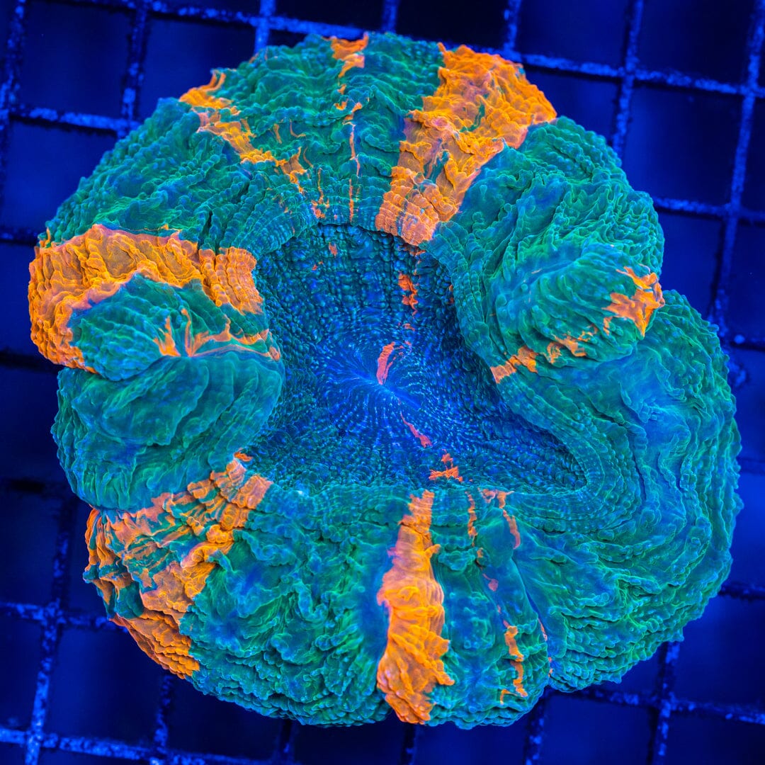 Acanthophyllia Donut Coral 10B - WYSIWYG Reef Lounge Norco