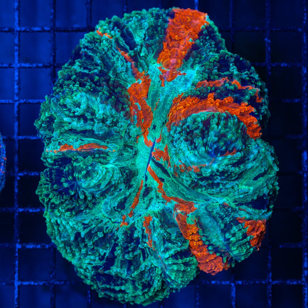 Acanthophyllia Donut Coral 12B - WYSIWYG Reef Lounge Norco
