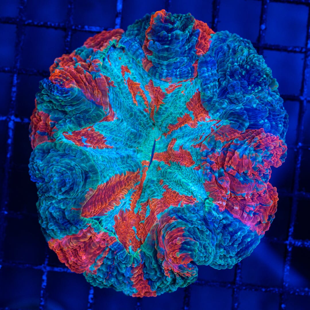 Acanthophyllia Donut Coral 15B - WYSIWYG Reef Lounge Norco