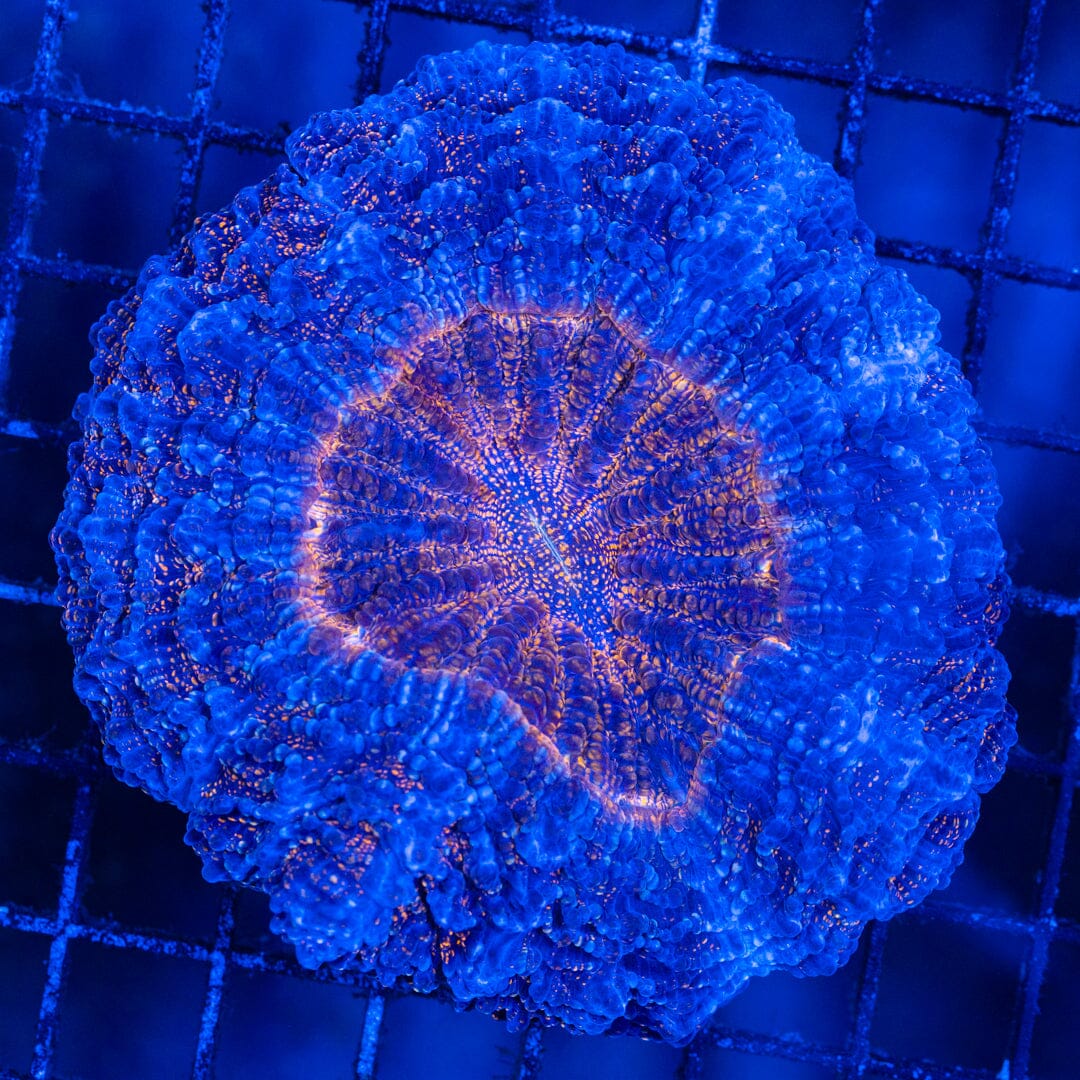 Acanthophyllia Donut Coral 16B - WYSIWYG Reef Lounge Norco