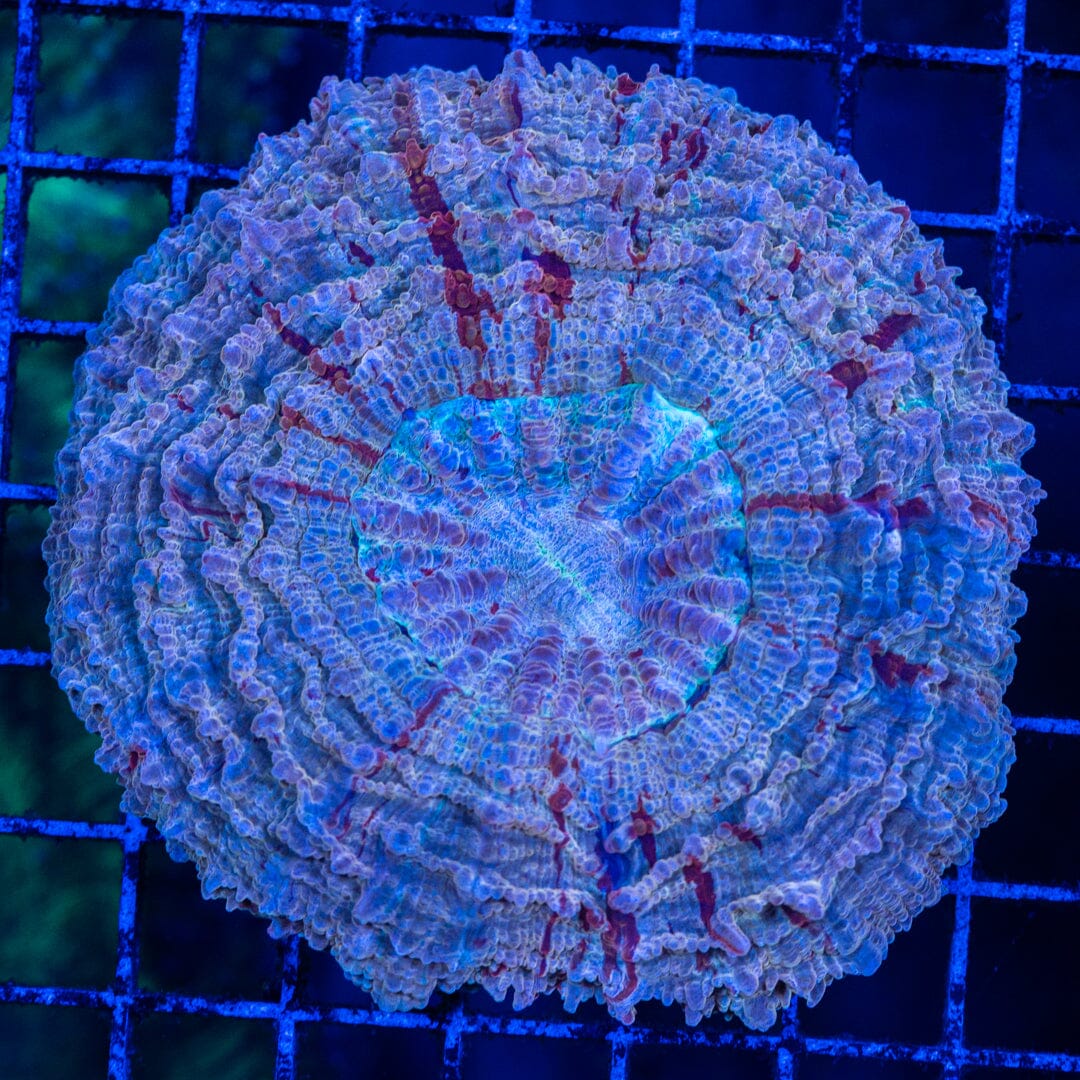 Acanthophyllia Donut Coral 19B - WYSIWYG Reef Lounge Norco