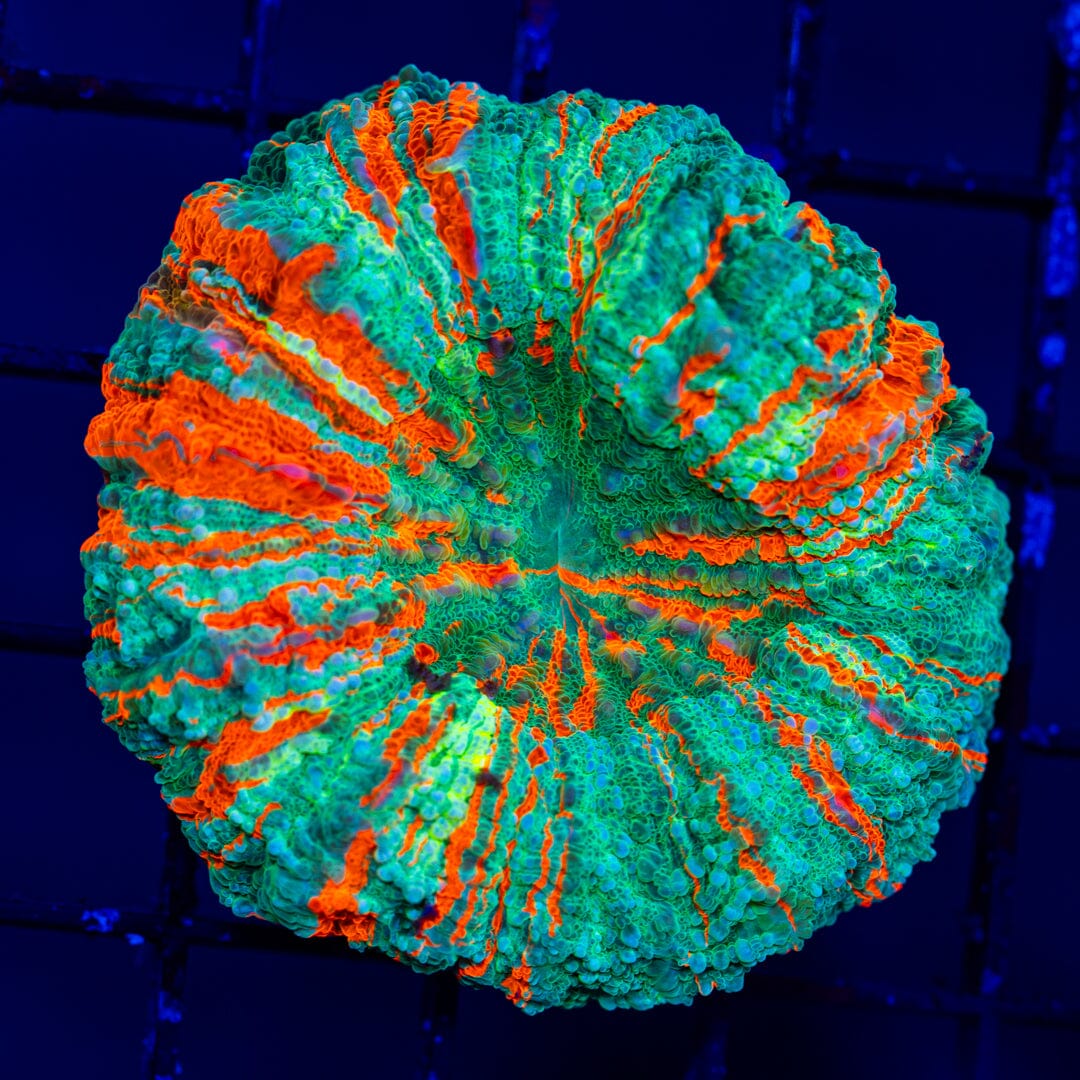 Acanthophyllia Donut Coral 1C - WYSIWYG LPS Coral Reef Lounge USA