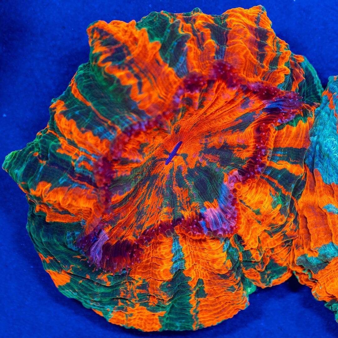 Acanthophyllia Donut Coral 2A - WYSIWYG Reef Lounge Coral