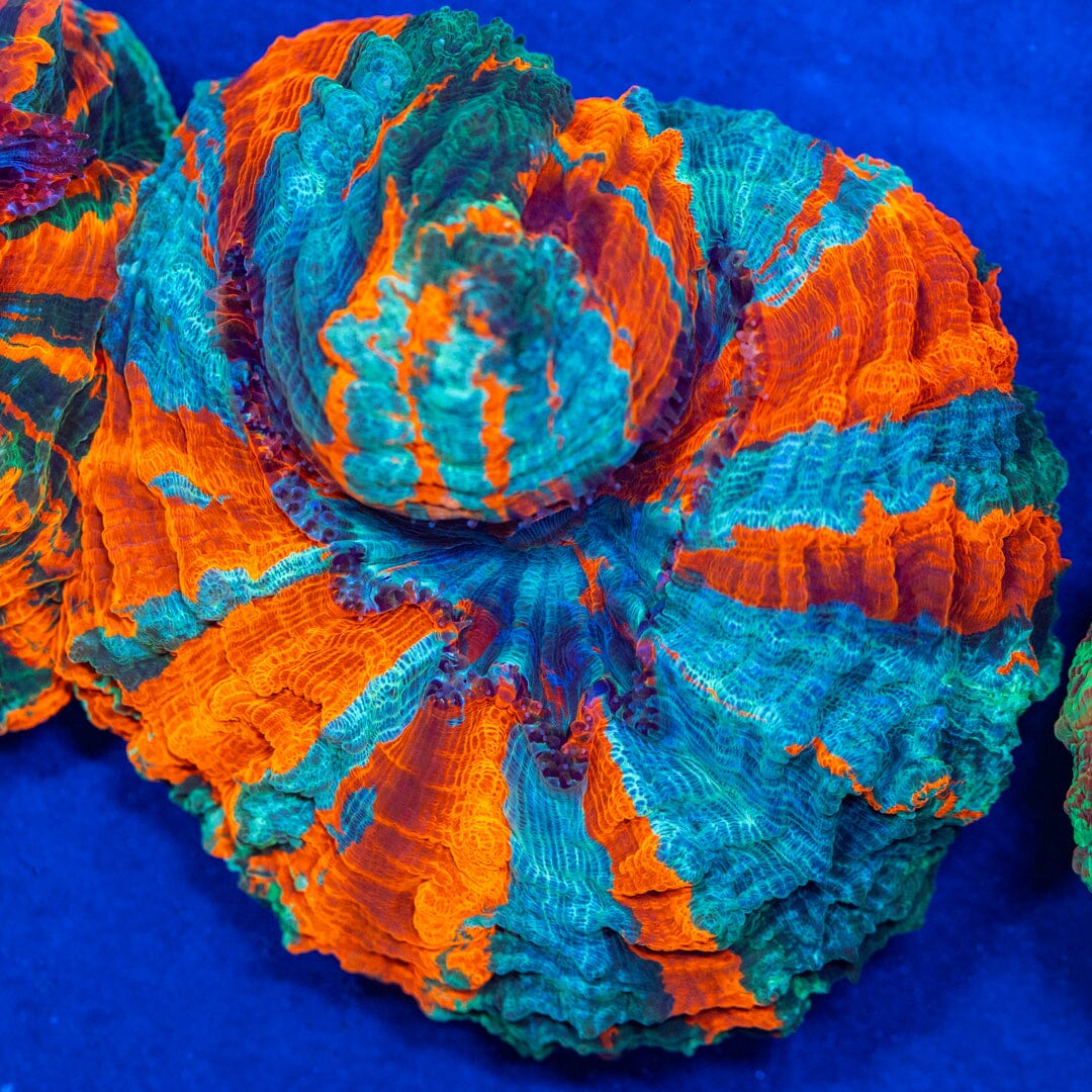 Acanthophyllia Donut Coral 3A - WYSIWYG Reef Lounge Coral