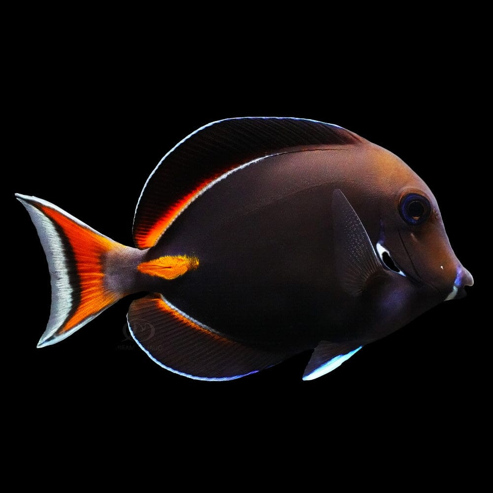 Achilles Tang Fish Reef Lounge USA