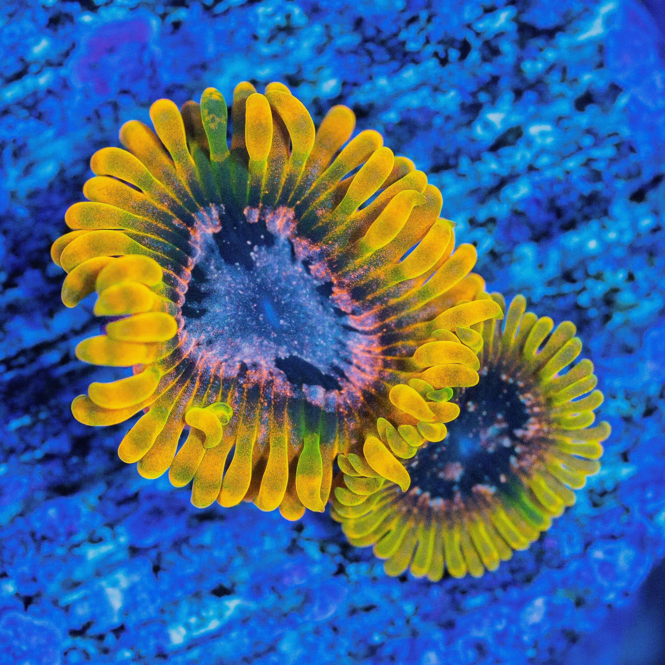 Acid Reflux Zoanthids Soft Coral Reef Lounge USA