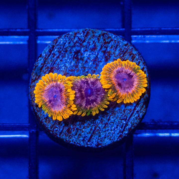 Acid Reflux Zoanthids - WYSIWYG Auction Reef Lounge Norco 