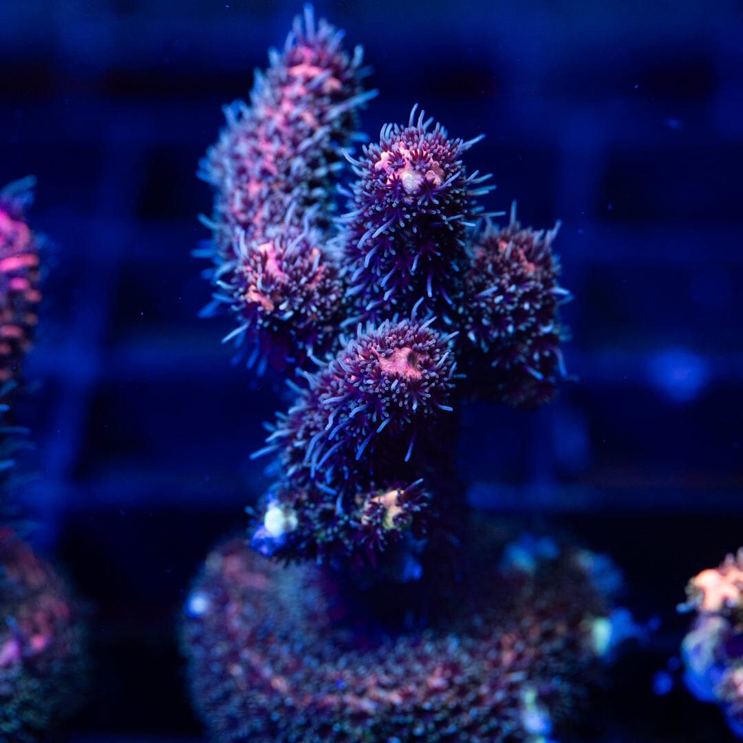 Acropora Frag 10A - WYSIWYG Reef Lounge Coral