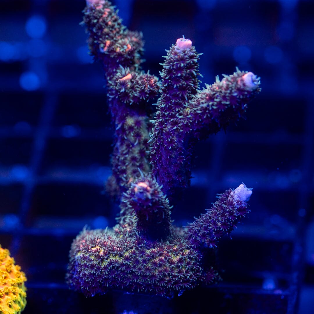 Acropora Frag 14A - WYSIWYG Reef Lounge Coral