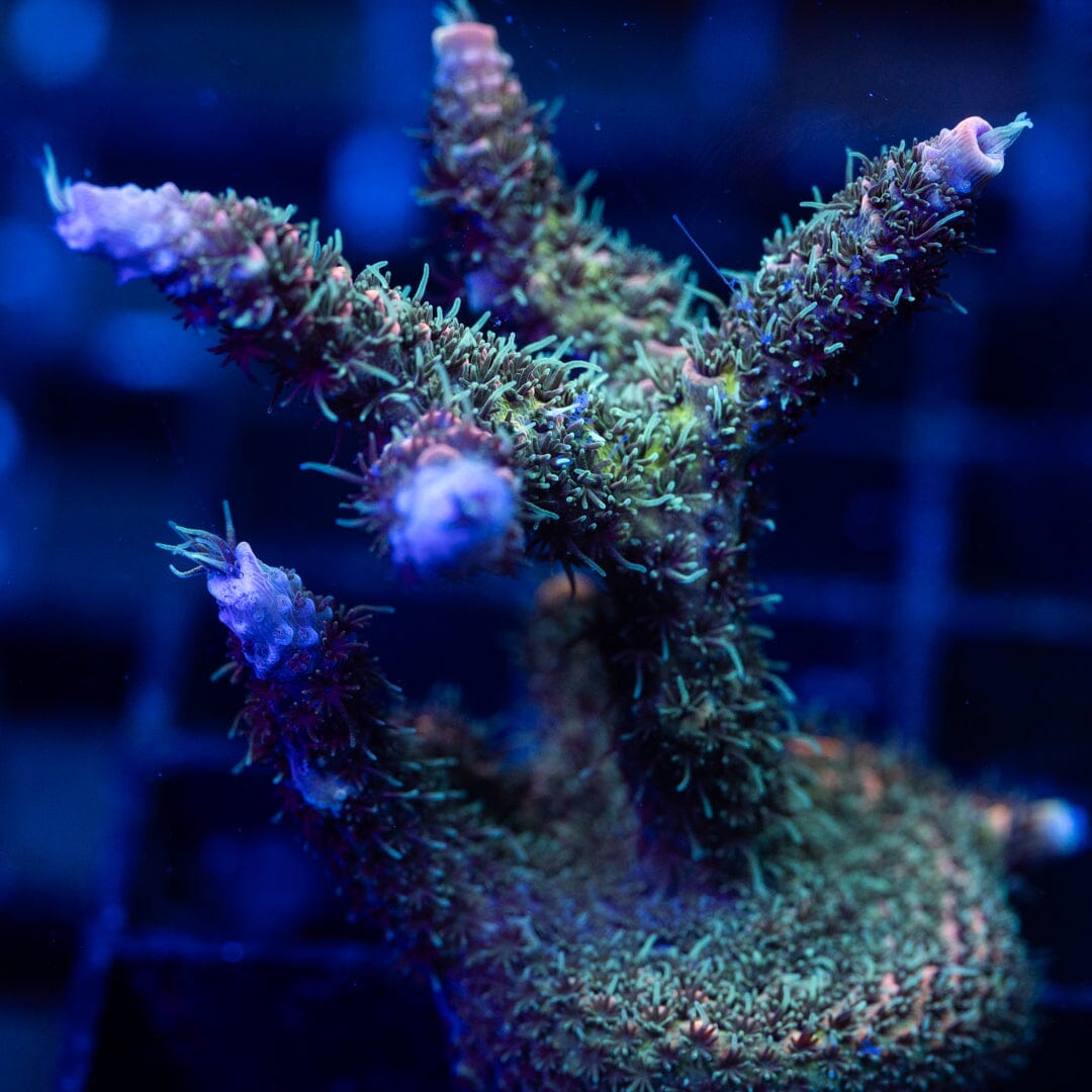 Acropora Frag 15A - WYSIWYG Reef Lounge Coral