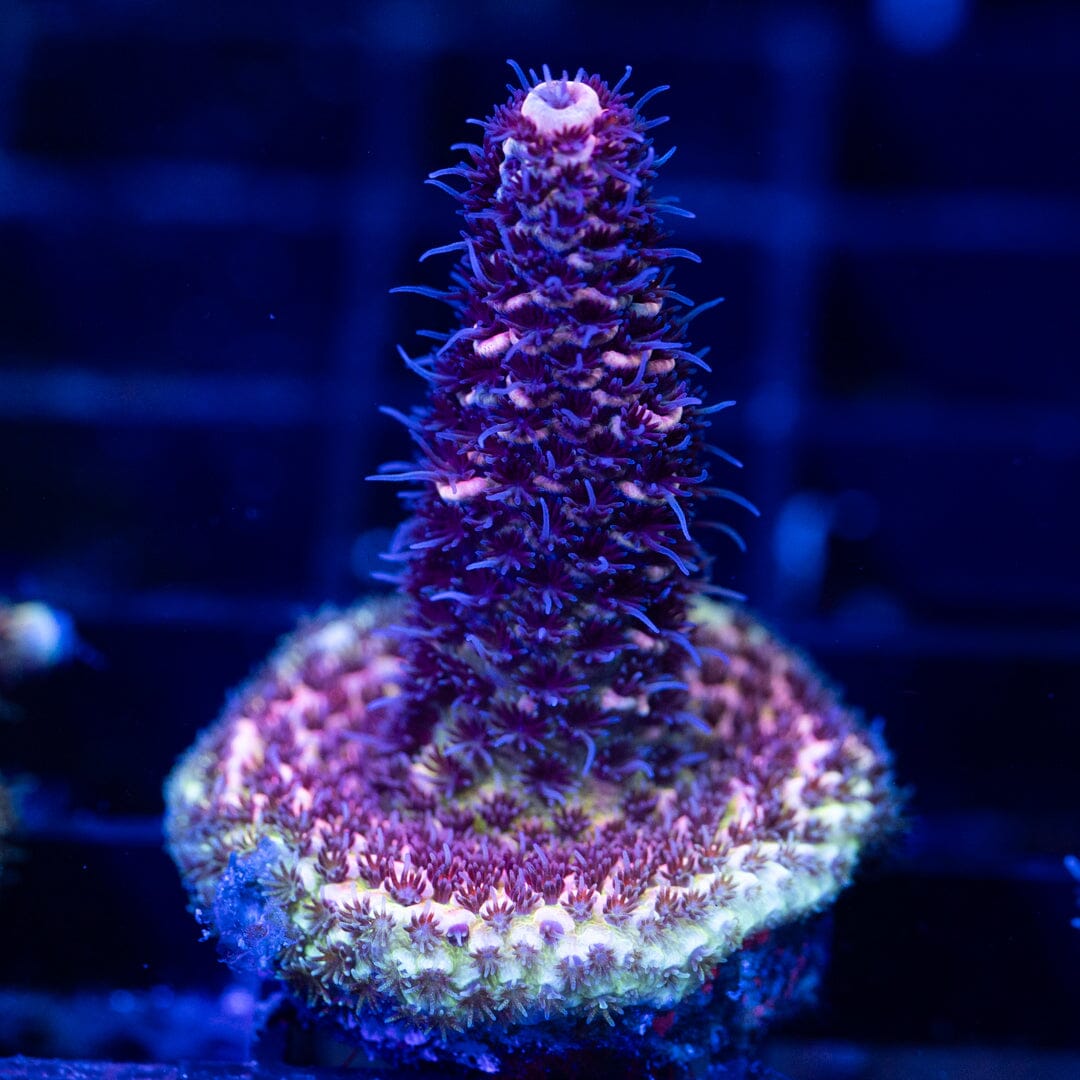 Acropora Frag 16A - WYSIWYG Reef Lounge Coral