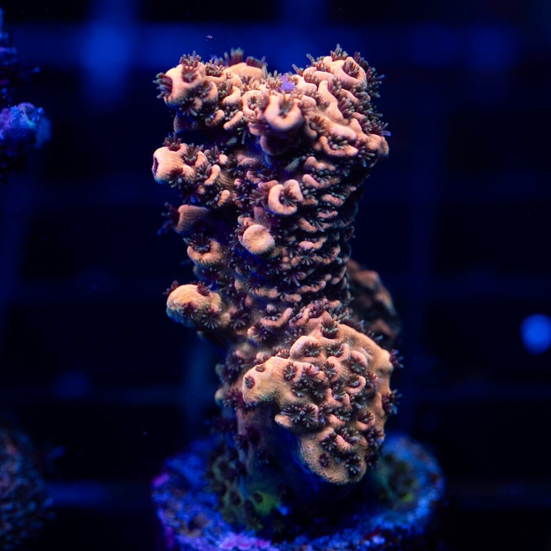 Acropora Frag 18A - WYSIWYG Reef Lounge Coral