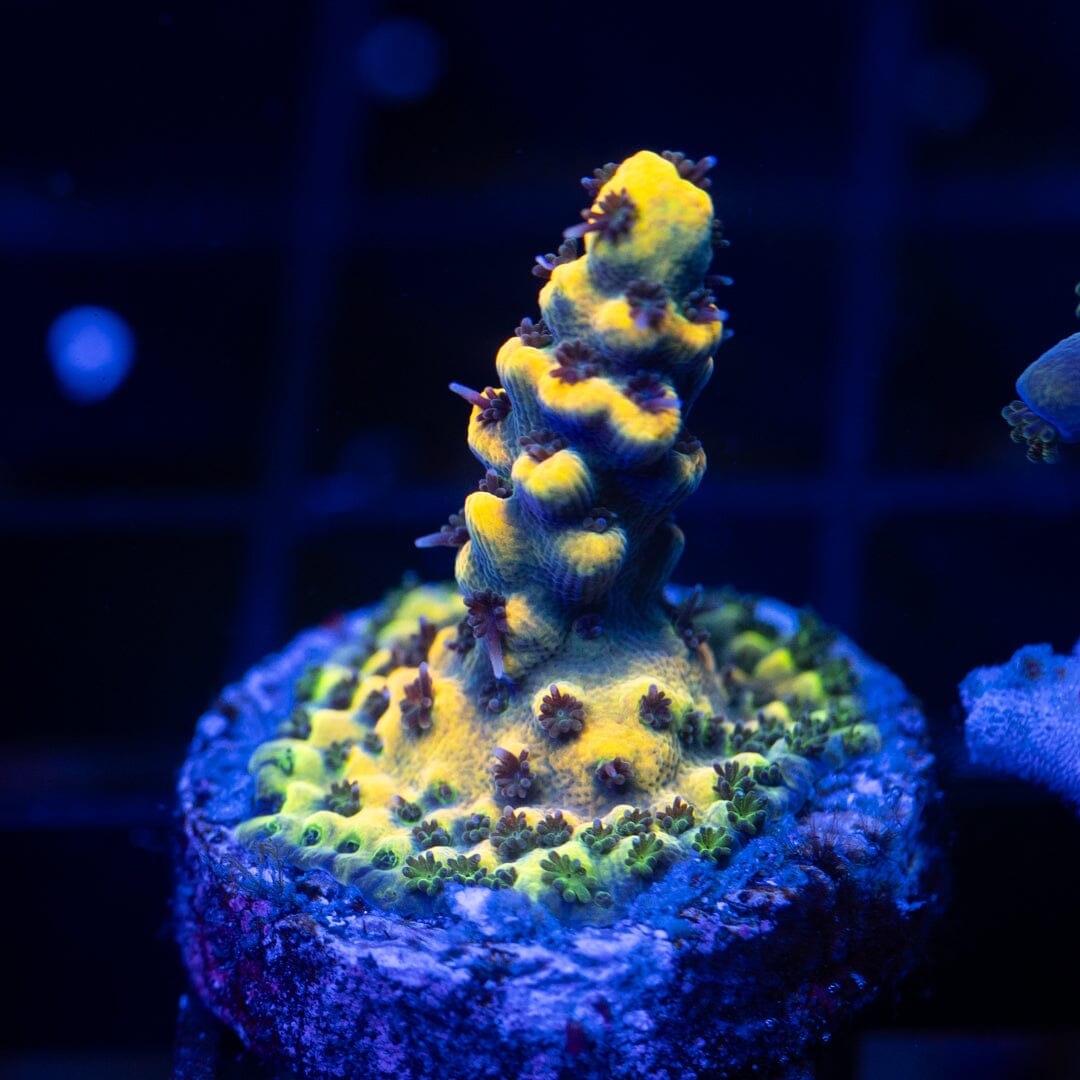 Acropora Frag 20A - WYSIWYG Reef Lounge Coral