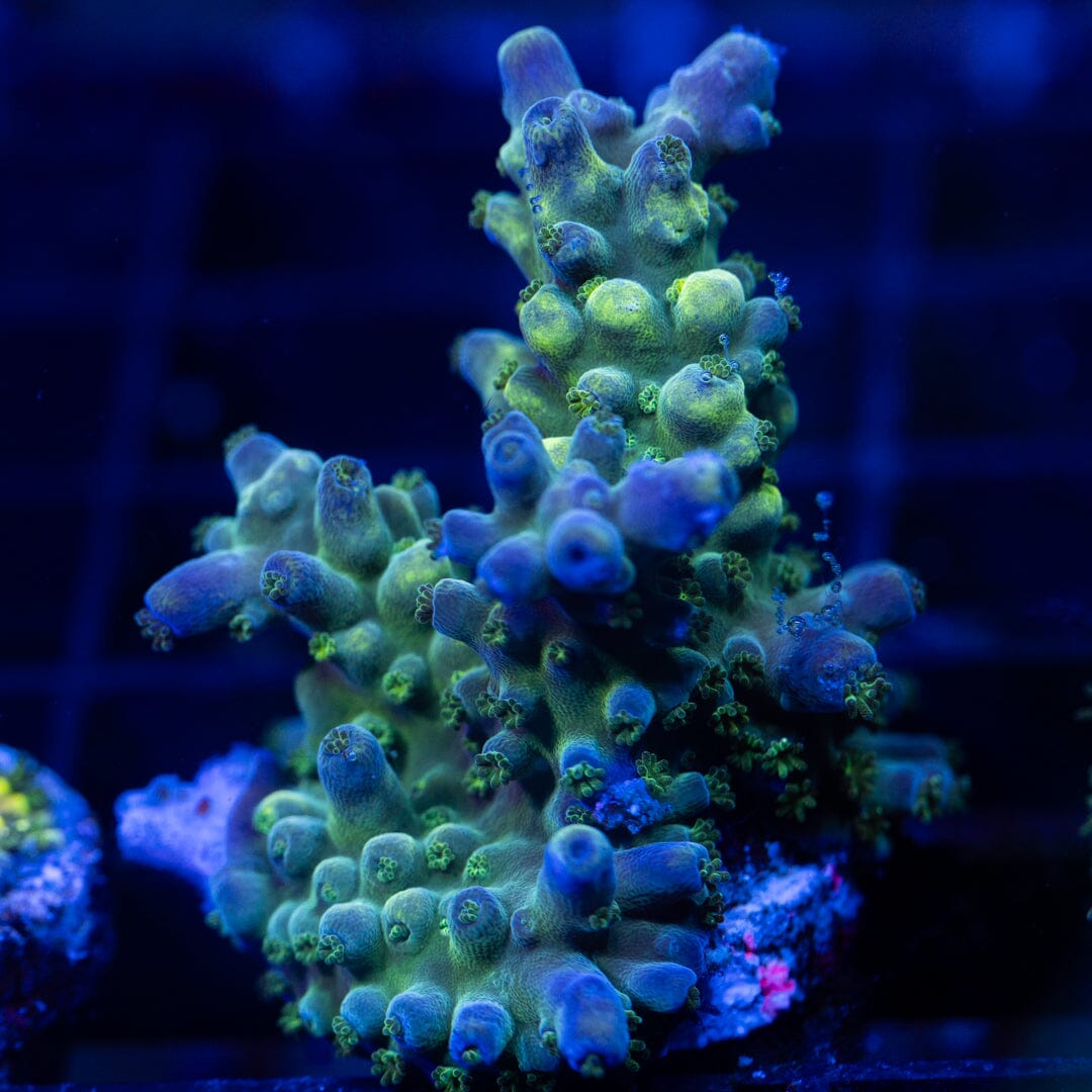Acropora Frag 21A - WYSIWYG Reef Lounge Coral