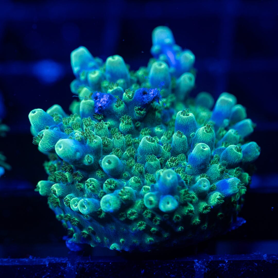 Acropora Frag 24A - WYSIWYG Reef Lounge Coral