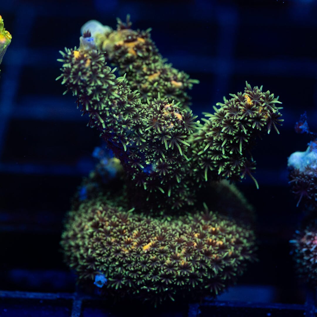 Acropora Frag 2A - WYSIWYG Reef Lounge Coral