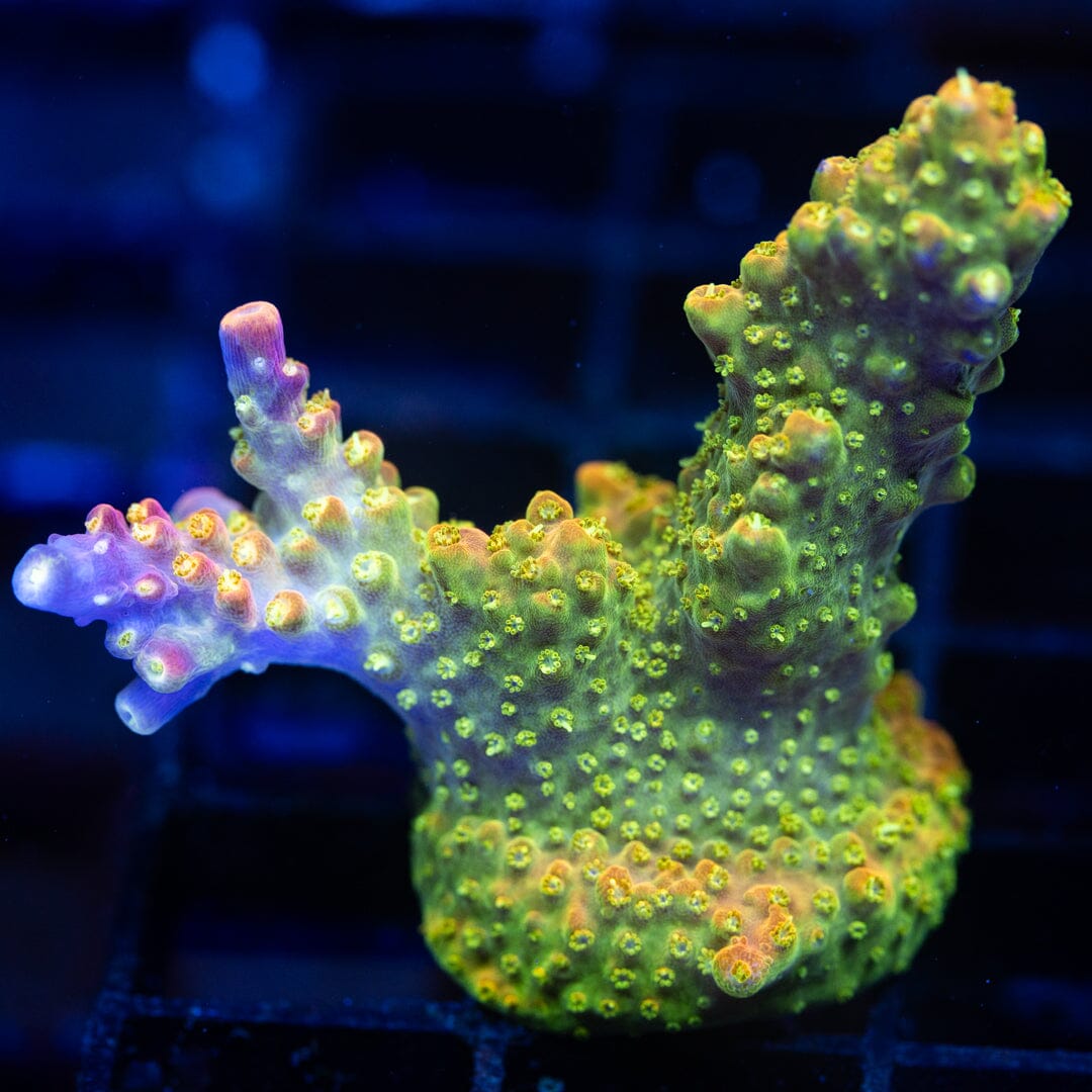 Acropora Frag 30A - WYSIWYG Reef Lounge Coral