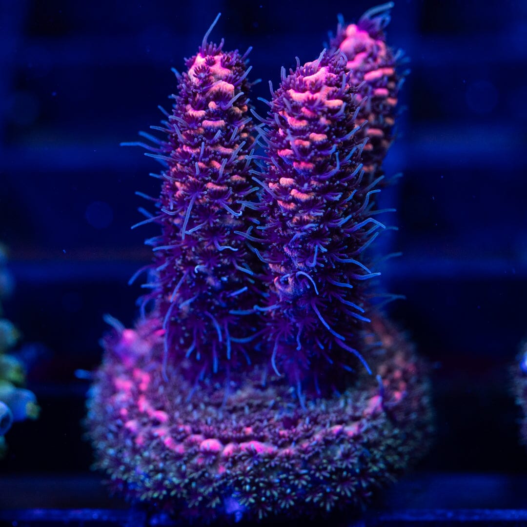 Acropora Frag 8A - WYSIWYG Reef Lounge Coral