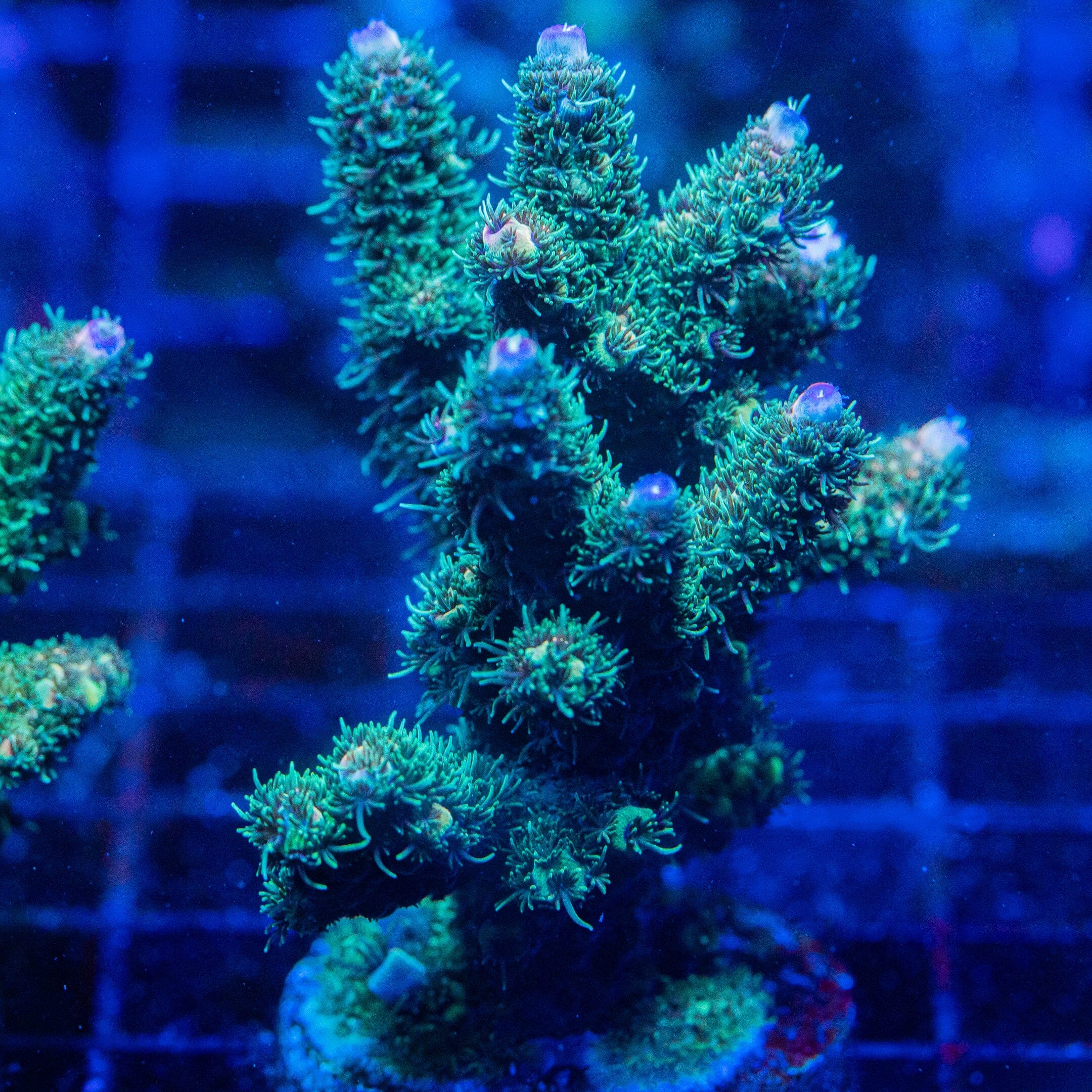 Acropora Mini Colony 10F - WYSIWYG Reef Lounge Norco