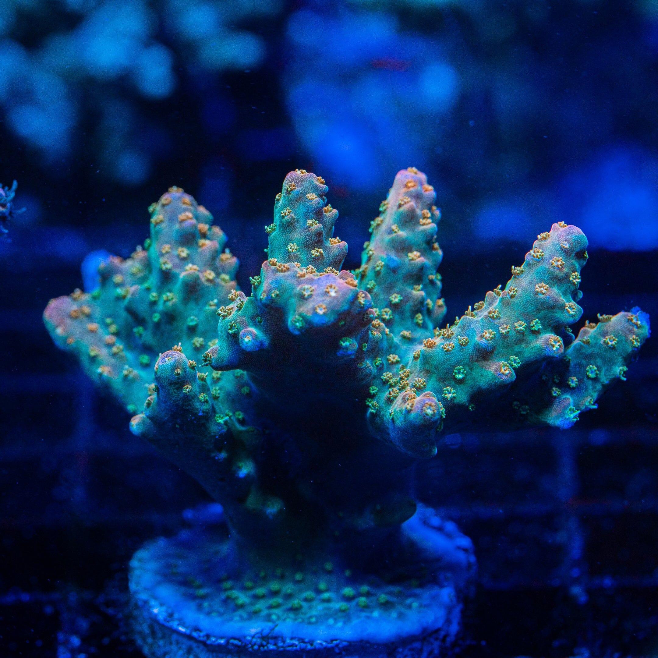 Acropora Mini Colony 11F - WYSIWYG Reef Lounge Norco