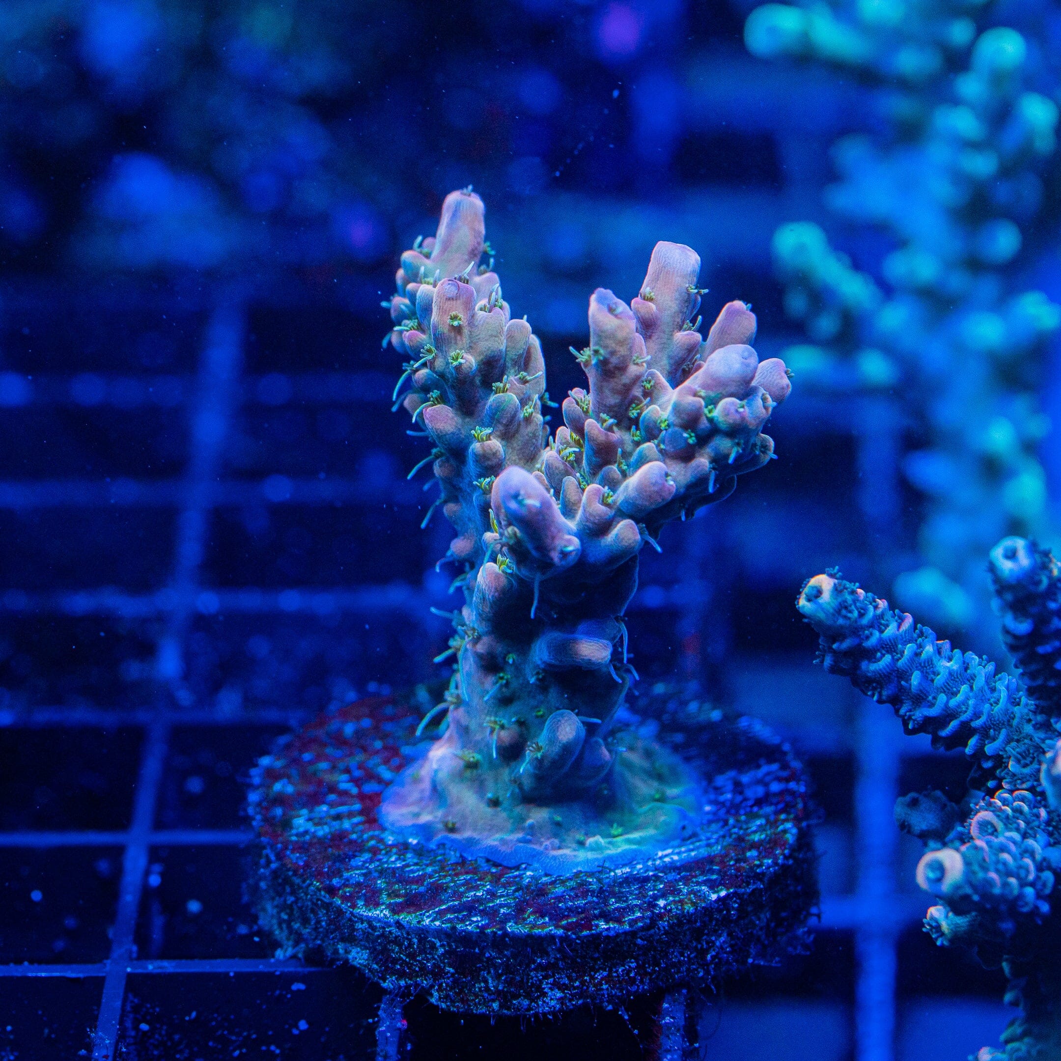 Acropora Mini Colony 12F - WYSIWYG Reef Lounge Norco