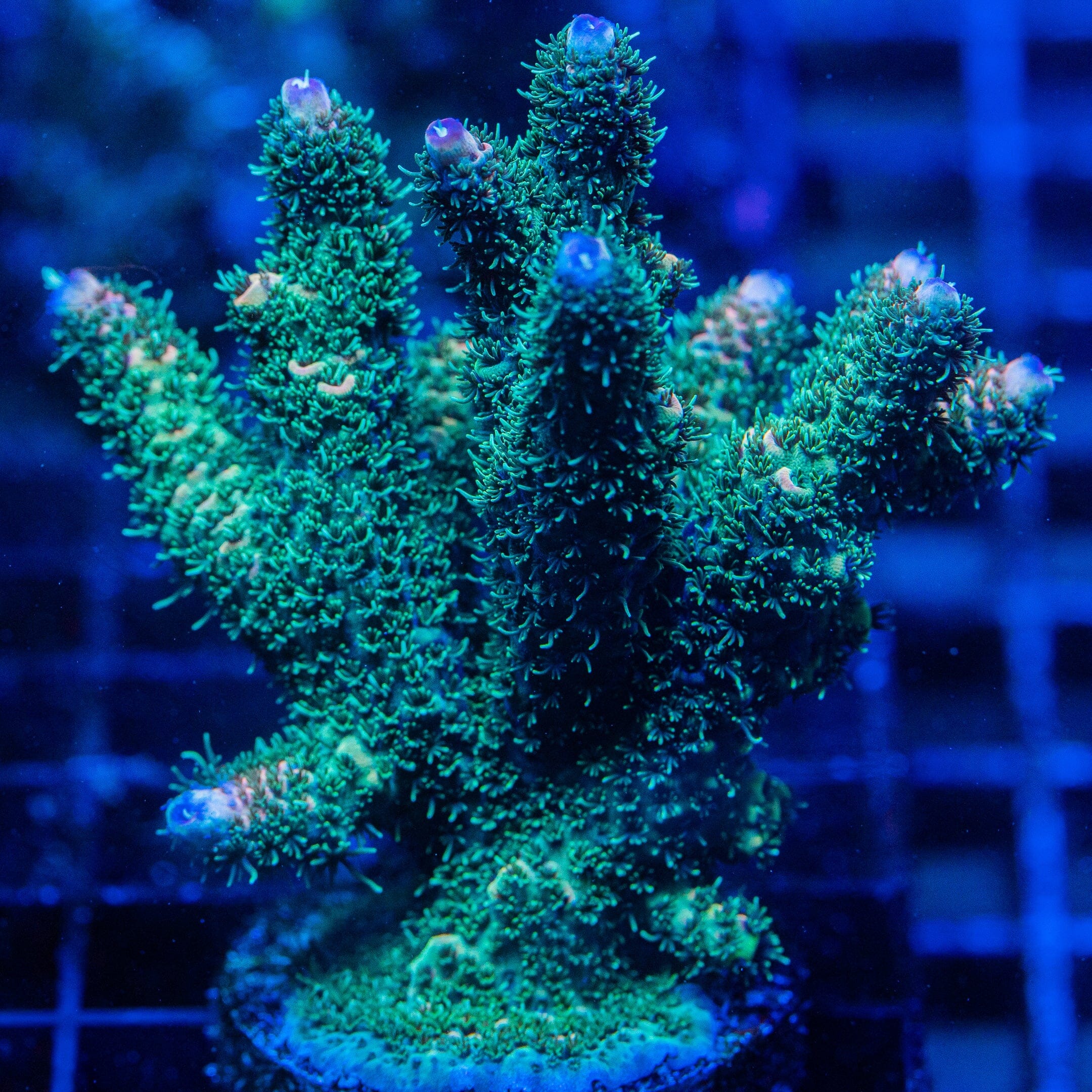 Acropora Mini Colony 5F - WYSIWYG Reef Lounge Norco