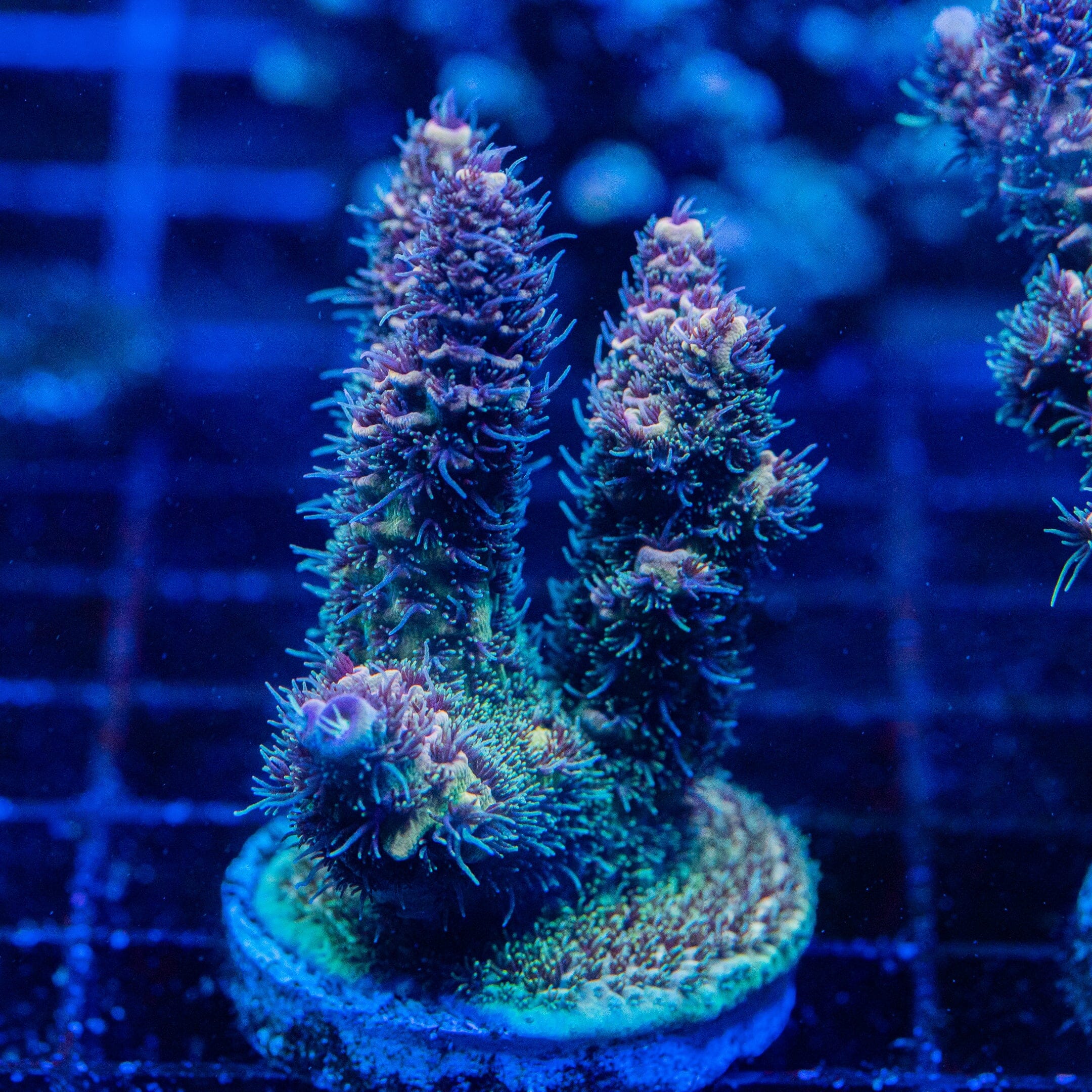 Acropora Mini Colony 6F - WYSIWYG Reef Lounge Norco