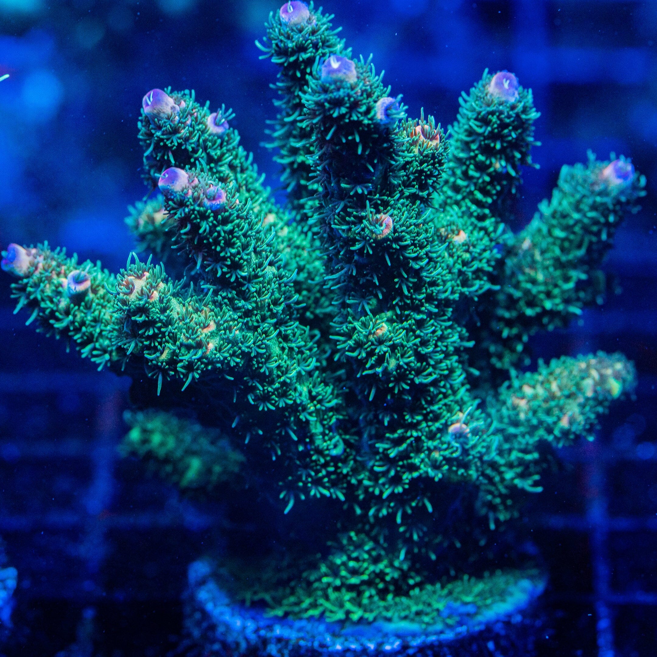 Acropora Mini Colony 9F - WYSIWYG Reef Lounge Norco