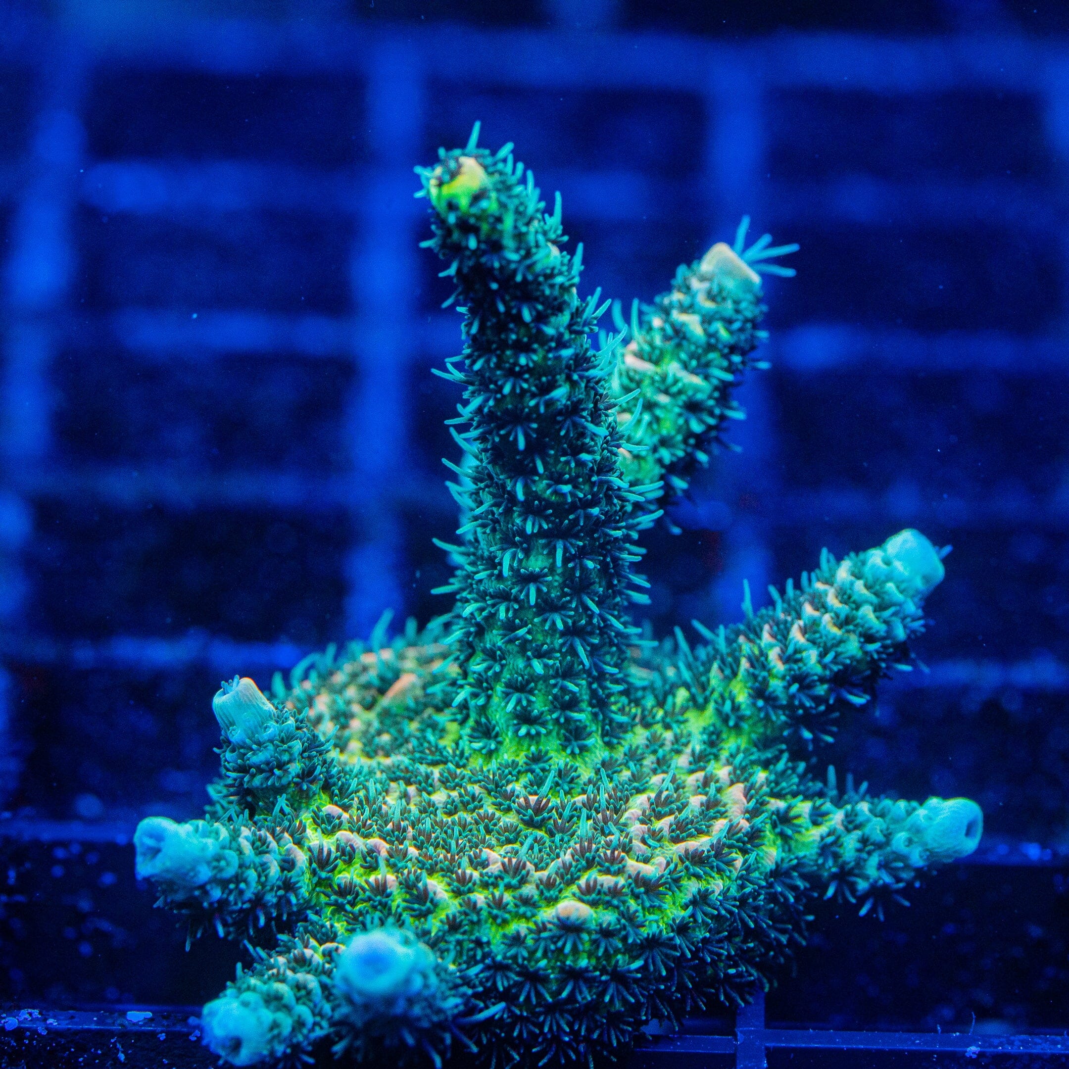 Acropora Mini Frag 11D - WYSIWYG Reef Lounge Norco